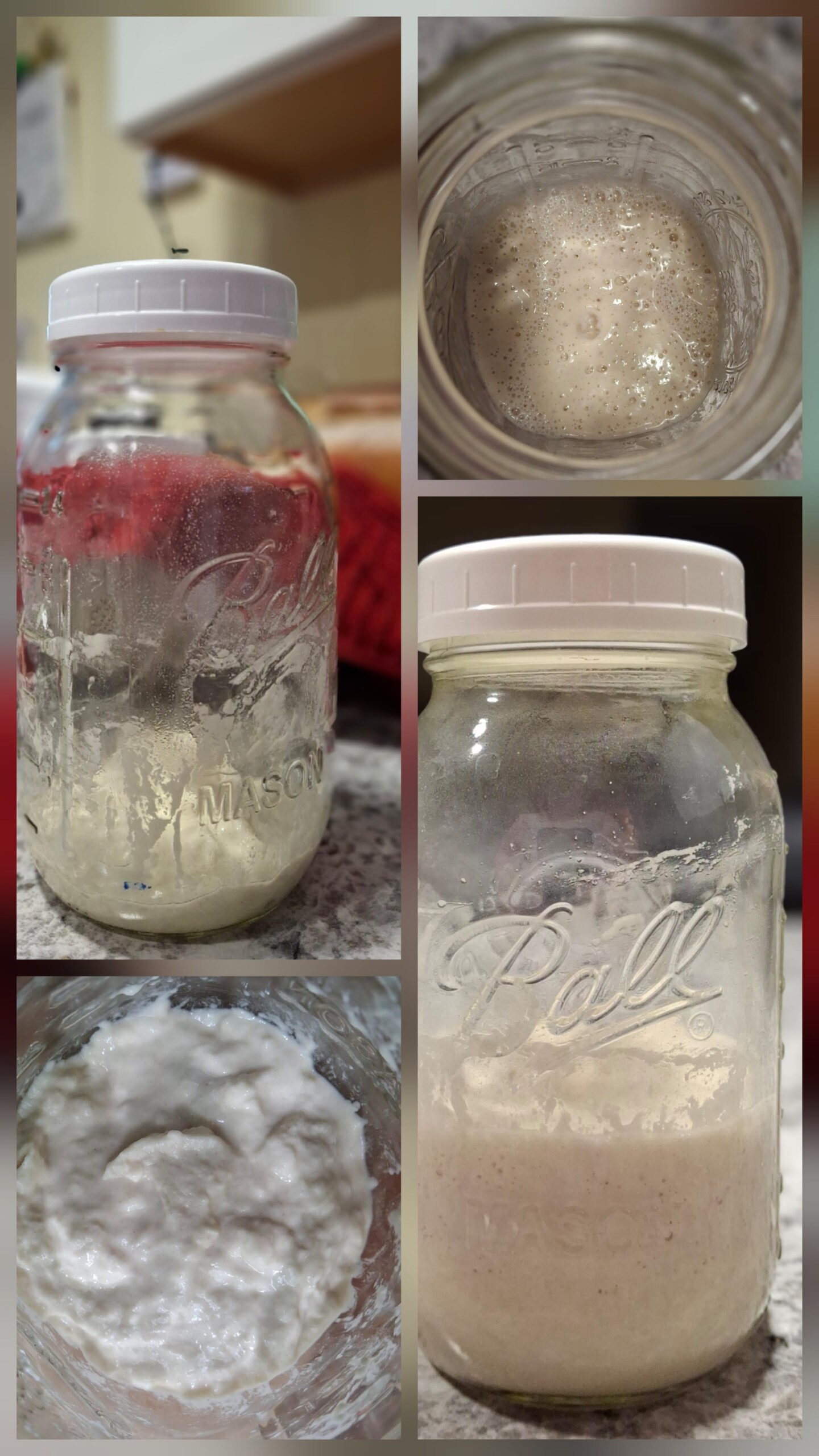 Sourdough starter in glass jars showing active bubbles and fermentation